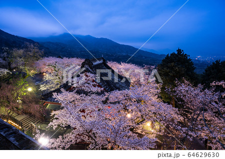 雨引観音の桜 64629630