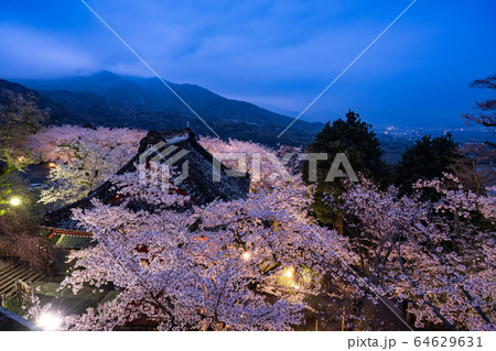 雨引観音の桜 雨引観音の桜 64629631