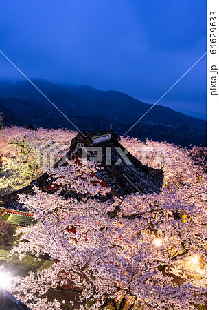 雨引観音の桜 雨引観音の桜 64629633