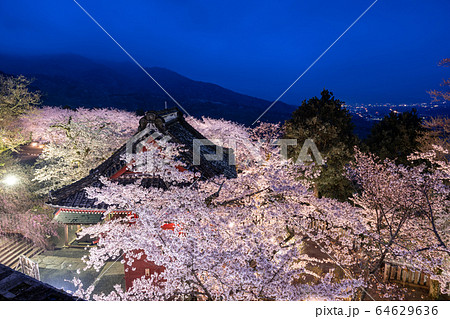 雨引観音の桜 雨引観音の桜 64629636