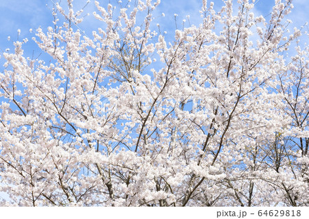 満開の桜 日本の春の景色 満開の桜 日本の春の景色 64629818