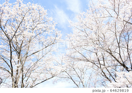 満開の桜 日本の春の景色 満開の桜 日本の春の景色 64629819
