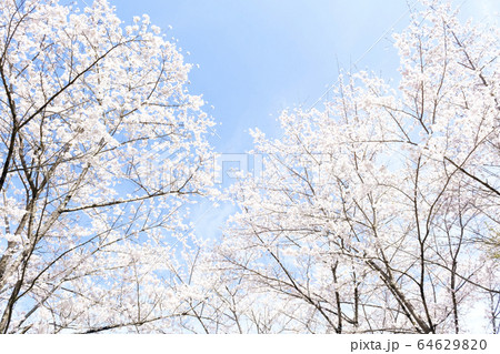 満開の桜 日本の春の景色 満開の桜 日本の春の景色 64629820