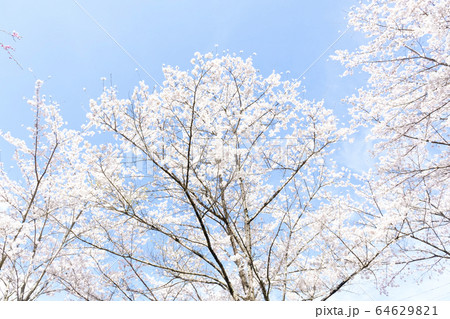 満開の桜 日本の春の景色 満開の桜 日本の春の景色 64629821