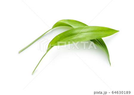 Green wild garlic leaves. 64630189