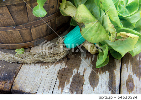 Vegetables organic and bucket on wood. Vegetables organic and bucket on wood. 64630534