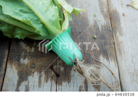 Vegetable organic on wooden. Vegetable organic on wooden. 64630536