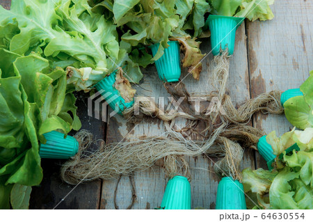 Roots of vegetable on wood. Roots of vegetable on wood. 64630554