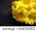 かぼちゃの花 64630862
