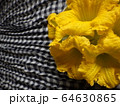 かぼちゃの花 64630865