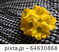 かぼちゃの花 64630868