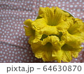 かぼちゃの花 64630870