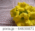 かぼちゃの花 64630871