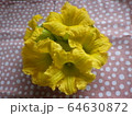 かぼちゃの花 64630872
