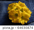 かぼちゃの花 64630874