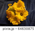 かぼちゃの花 64630875