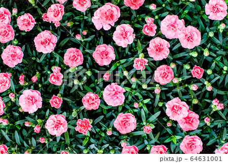 ダイアンサス(ナデシコ)の花が一杯咲いています。 64631001