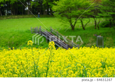 町田市の薬師池公園の菜の花畑 64631287