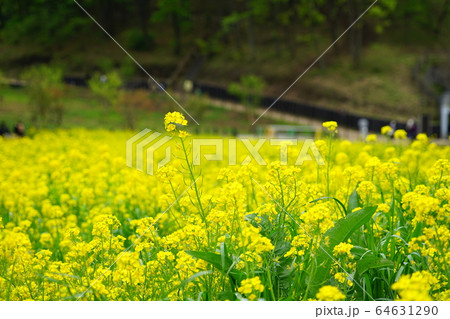 町田市の薬師池公園の菜の花畑 64631290