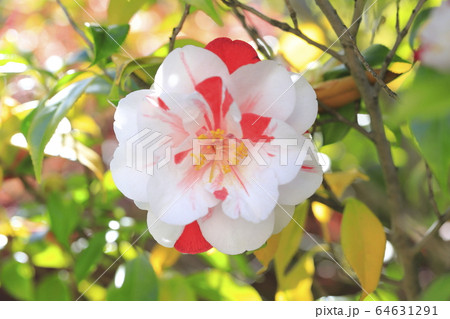 紅白の花 の写真素材