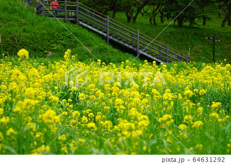 町田市の薬師池公園の菜の花畑 64631292