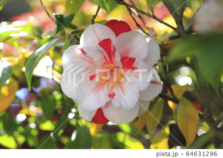 紅白の花 紅白の花 64631296