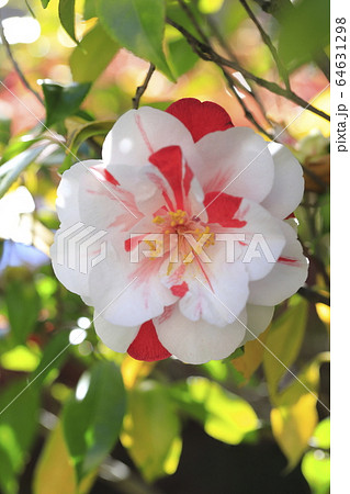 紅白の花　 64631298