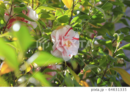 紅白の花　 64631335