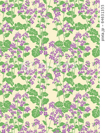 オオアラセイトウ 64631355