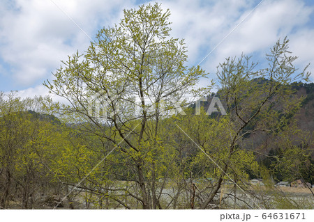 伊南川岸のヤナギの芽吹き-杉沢のユビソヤナギ林 福島県只見町 伊南川岸のヤナギの芽吹き-杉沢のユビソヤナギ林 福島県只見町 64631671