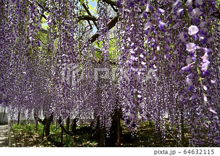 骨波田の藤 64632115