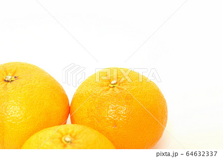 果物　甘夏みかん 64632337