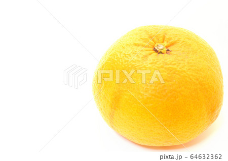 果物　甘夏みかん 64632362