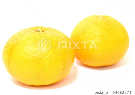 果物　甘夏みかん 64632571