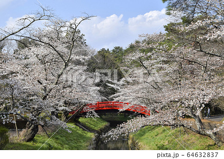 翠ヶ丘公園　桜並木と太鼓橋 64632837