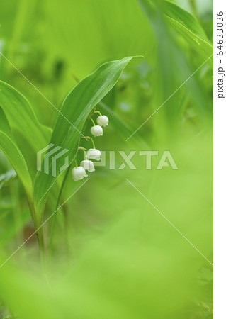 芦川すずらんの里のすずらんの花 芦川すずらんの里のすずらんの花 64633036