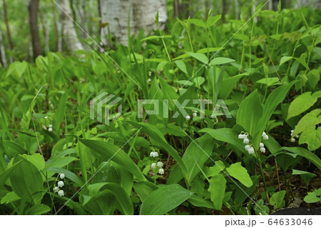 芦川すずらんの里の白樺林に咲くすずらんの花 芦川すずらんの里の白樺林に咲くすずらんの花 64633046