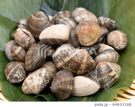 生のアサリ 64633166