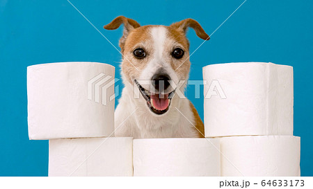 Cute dog sitting with rolls of toilet paper Cute dog sitting with rolls of toilet paper 64633173