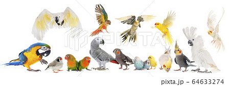 group of birds 64633274