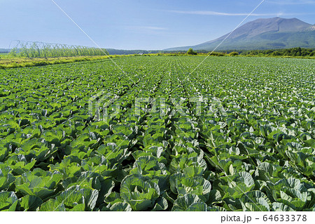 高原のキャベツ畑 17 64633378