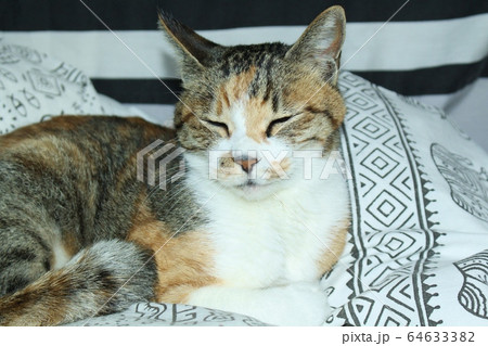 まどろむねこ 64633382