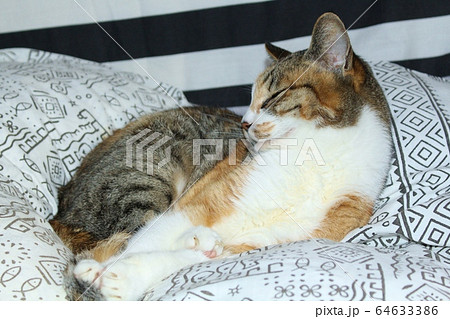 まどろむねこ 64633386