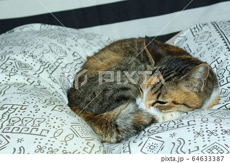 まどろむねこ まどろむねこ 64633387