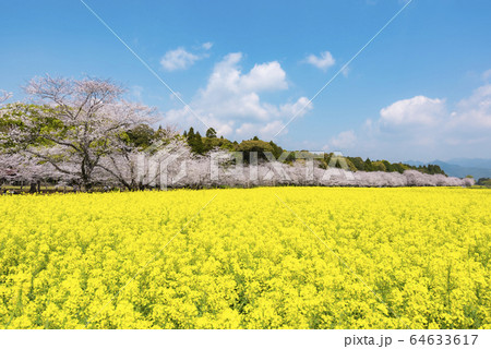 桜と菜の花 西都原古墳群の写真素材 [64633617] - PIXTA
