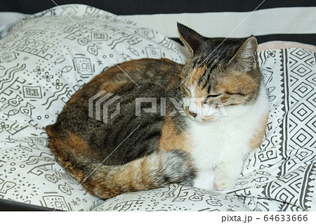 まどろむねこ まどろむねこ 64633666
