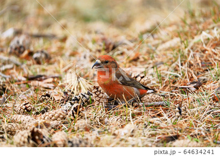 イスカ　野鳥 64634241