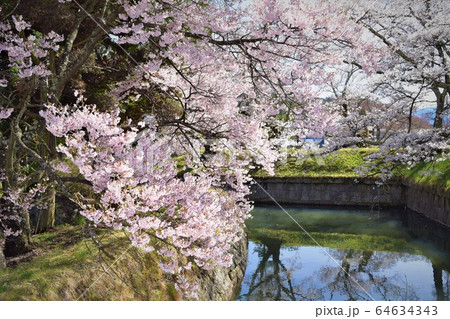 信州の桜 64634343