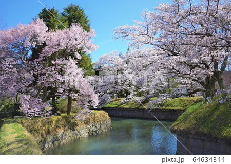 信州の桜 信州の桜 64634344