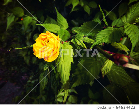 八重山吹 / ヤエヤマブキ（4月中旬） 64634422